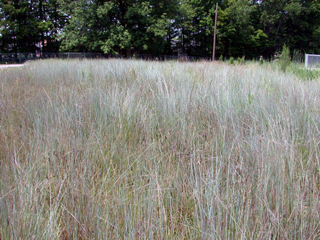 little bluestem 2